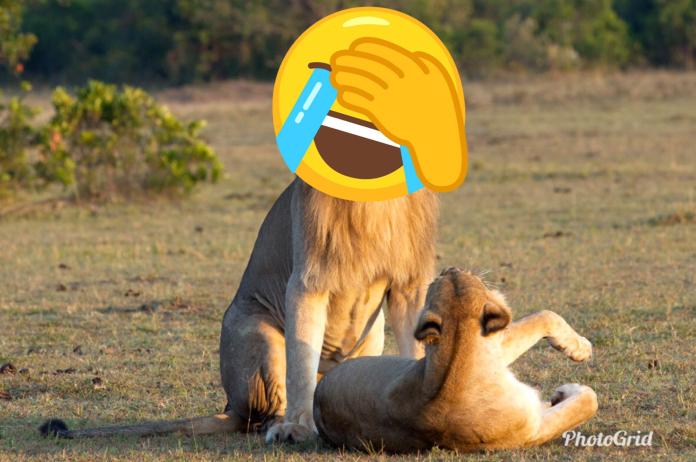 ▲近期網路上流傳一系列獅子交配照片，其中雄獅的銷魂表情讓超多網友紛紛大笑。（圖／取自 ladbible ）