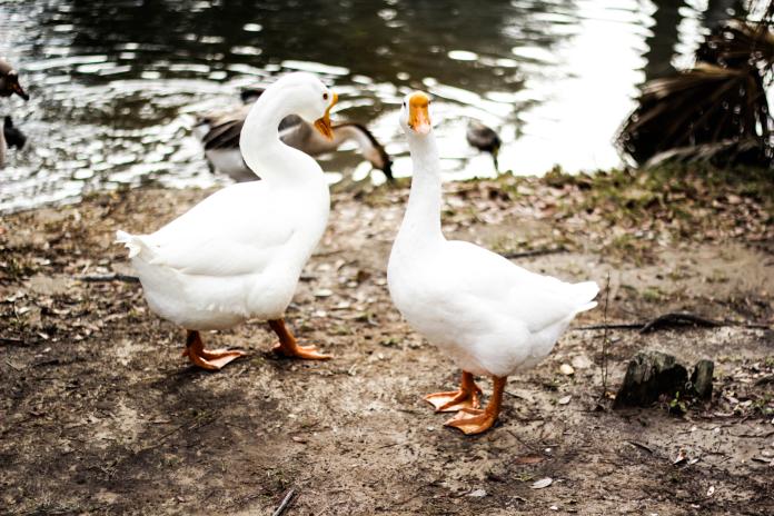 ▲在池塘邊掠食的鴨、鵝等禽類也可能受到影響。（示意圖／取自 Unsplash ）
