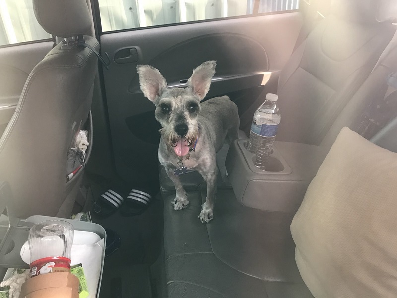 ▲酷熱的許後，一隻毛小孩竟被主人留在熄火的車內（圖／民眾提供）