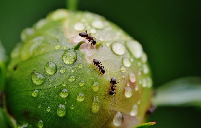 ▲不只蟑螂，蚰蜒還會吃螞蟻。（示意圖／取自 Pixabay ）