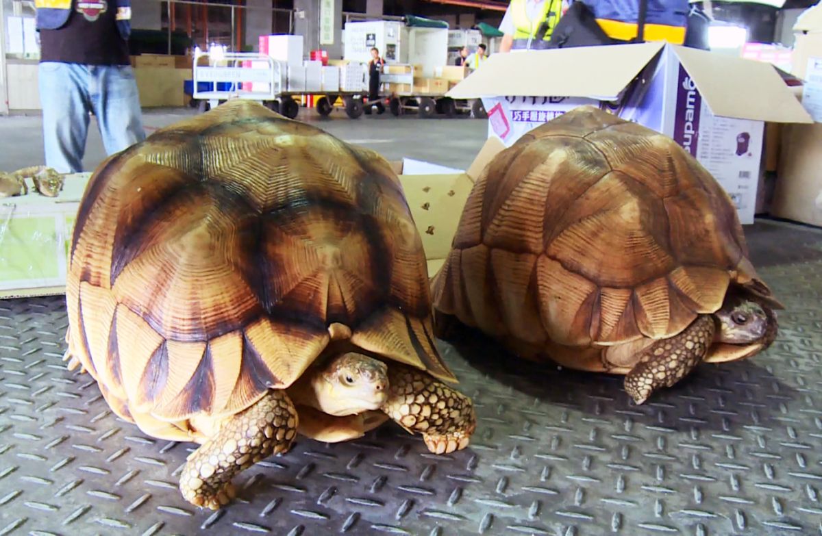 ▲安哥洛卡象龜，因為外型特殊數量也稀少，吸引不少寵物玩家收藏飼養。（圖／記者李春台翻攝）