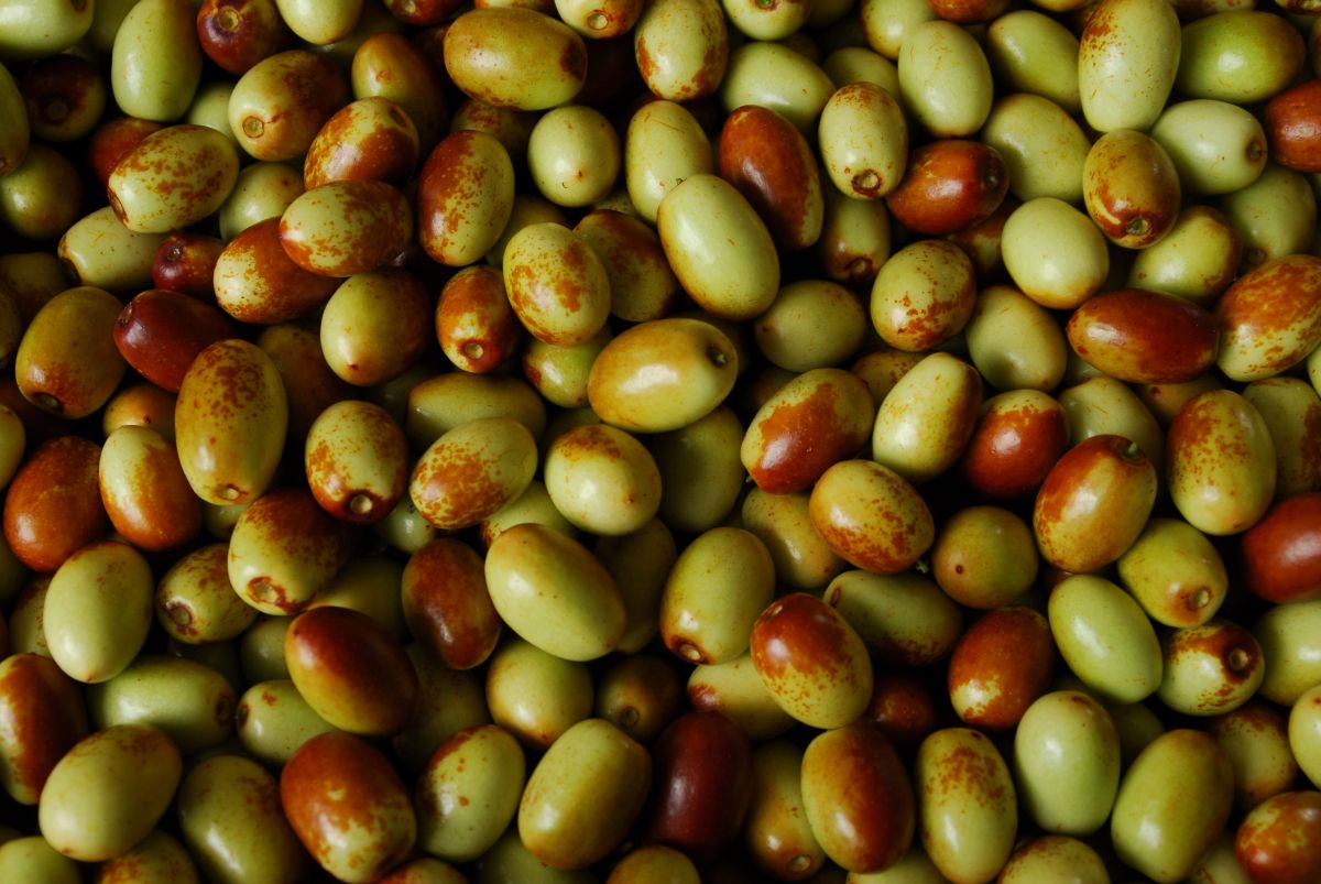 ▲農委會建議，可以挑選果皮轉紅2成以上的果品，水分、香氣及口感可有最佳風味。（圖／農委會提供）