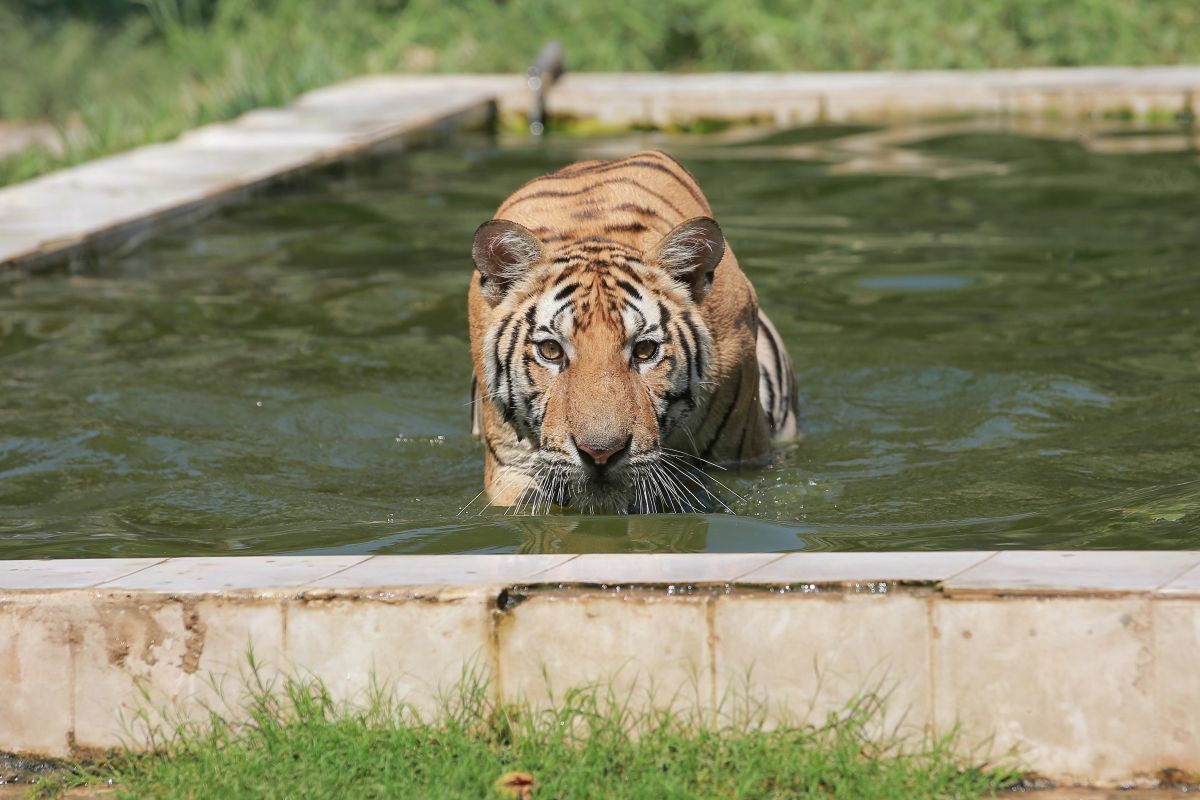 ▲暴雨淹水動物也遭殃！印度虎誤闖人類住家、還躺主人床。（圖／美聯社／達志影像）