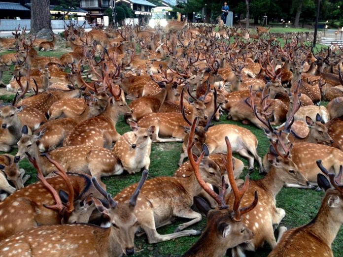神秘儀式？奈良的夏日風景「鹿集會」　密集恐懼症慎入
