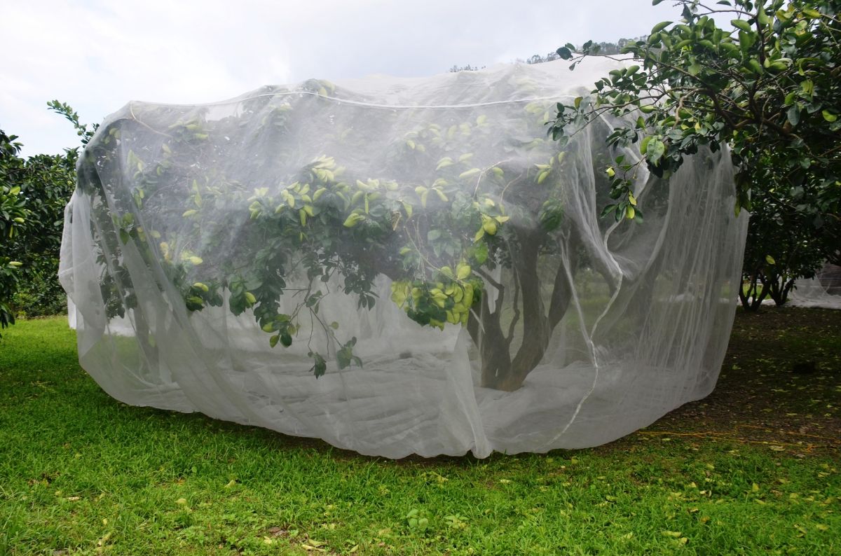 ▲農委會花蓮農改場研發文旦防風罩，有效降低風災農損。（圖／農委會提供）