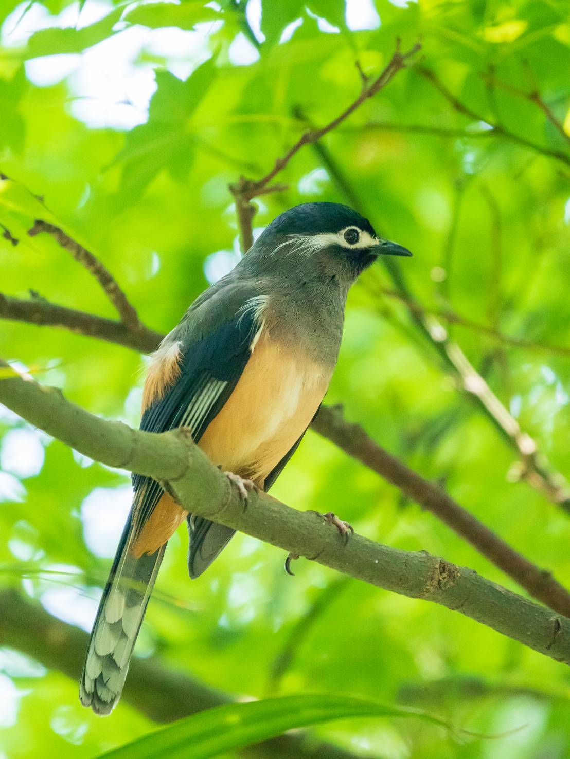 ▲調查局保留大片綠地又設有水池造景，意外造就野生動物的庇護場地，近日更發現罕見的3級保育動物白耳畫眉。（圖／新北市動保處提供）
