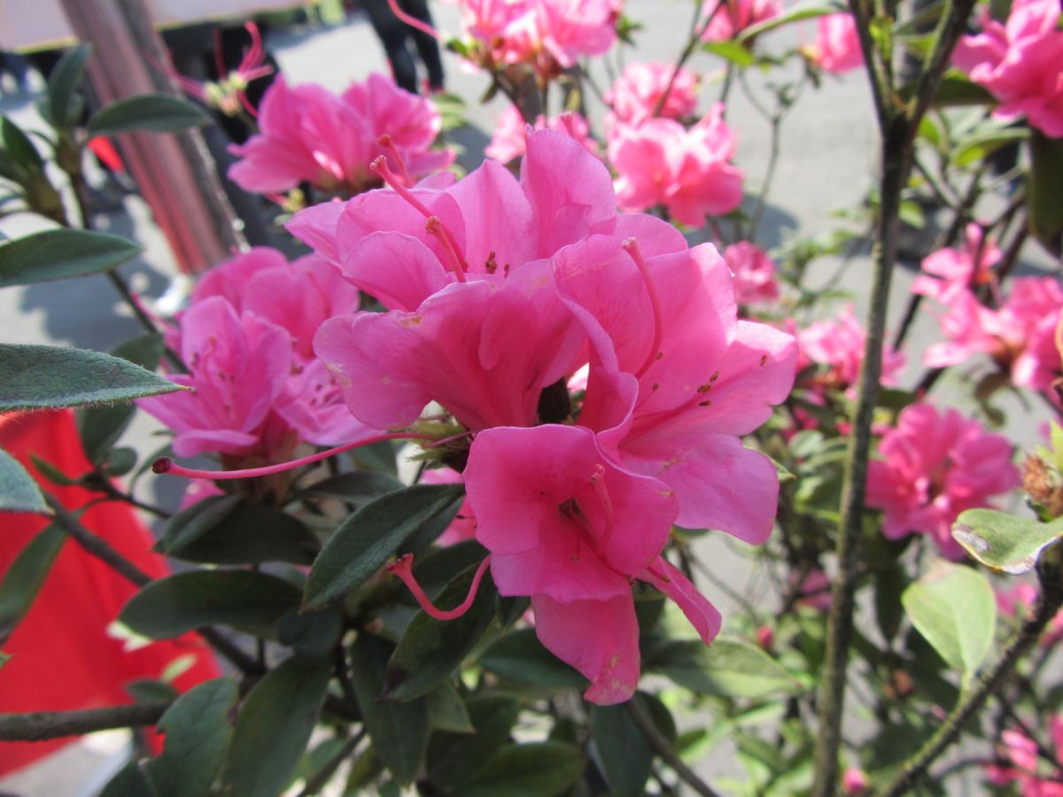 ▲新北市今(108)年推動「打造萬金杜鵑鄉」計畫，讓民眾四季都能欣賞杜鵑花開的嬌態。（圖／新北市農業局提供）