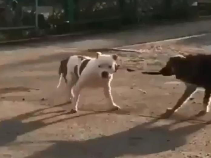 善良浪犬見狗狗被栓路邊　竟幫咬牽繩助逃脫！