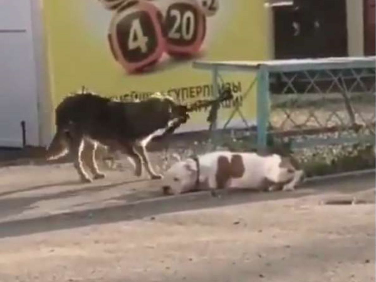 別擔心！大哥來救你了～以後沒有主人我給你罩！(圖/IG@natasha_nvrs)