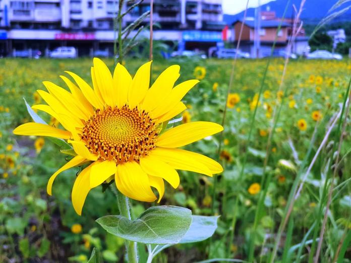 ▲鮮豔又大朵的向日葵在新北市金山市地重劃區杜鵑公園旁建地朵朵綻放。（圖／金山區公所提供）