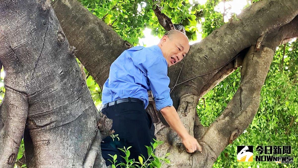 ▲高雄目前出現最新一例登革病例的地點，在視察的過程中，韓國瑜還攀到樹上。（圖／NOWnews資料照片）