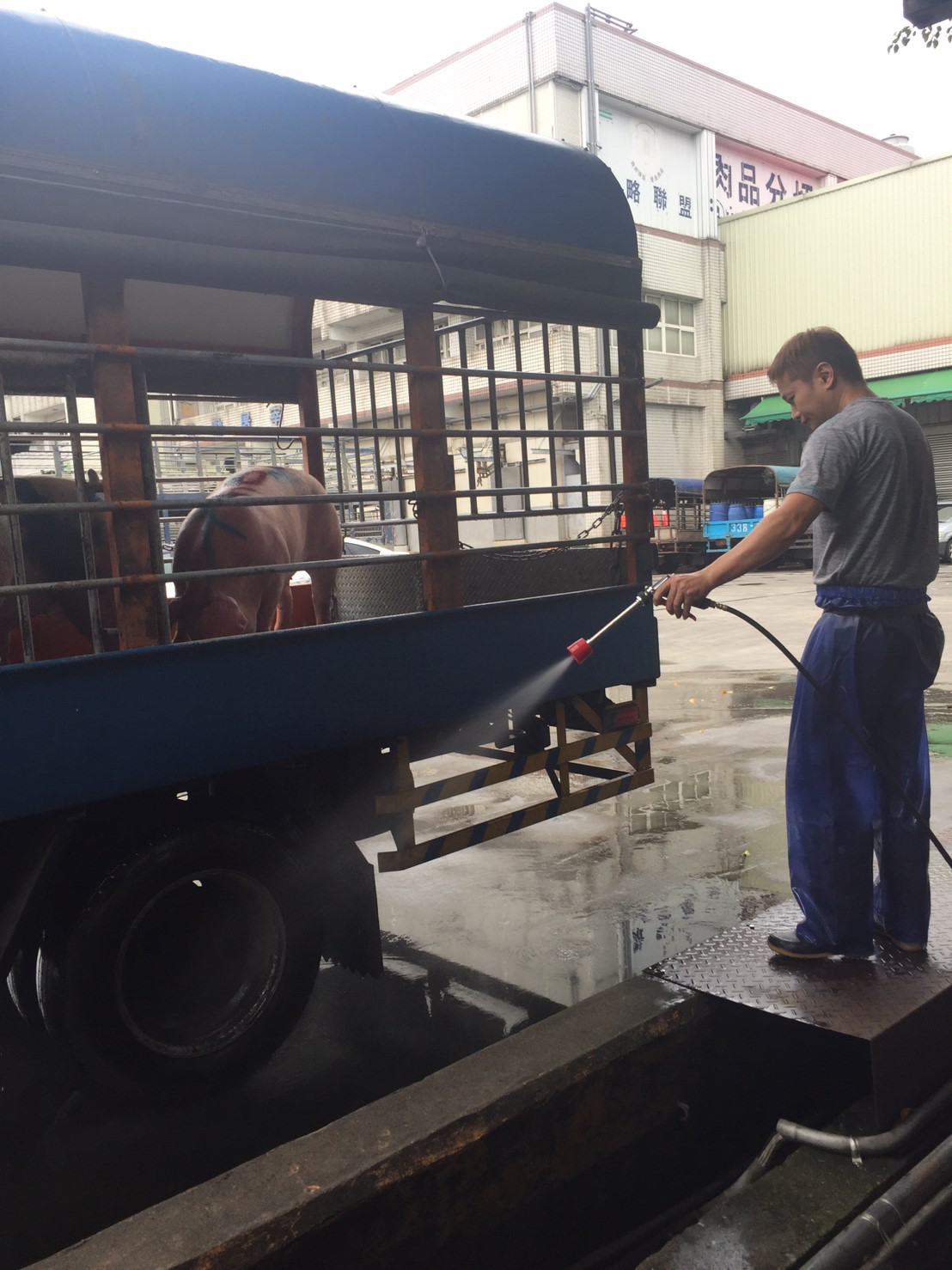 ▲因應東亞國家非洲豬瘟疫情日漸嚴峻，農委會規定活體運豬車需強制加裝GPS。（圖／新北市動保處提供）
