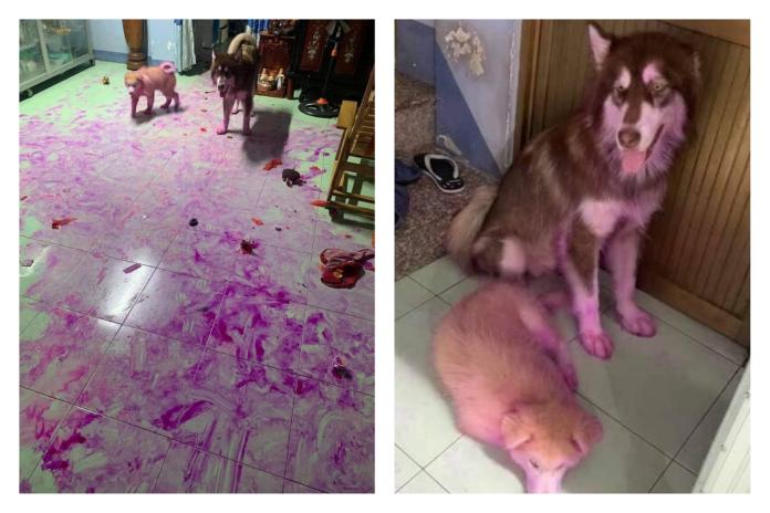 ▲有網友分享哈士奇偷吃火龍果，造成客廳磁磚和狗崽身上全染成紫色的模樣，讓大家笑翻。（圖／翻攝自爆廢公社公開版臉書）