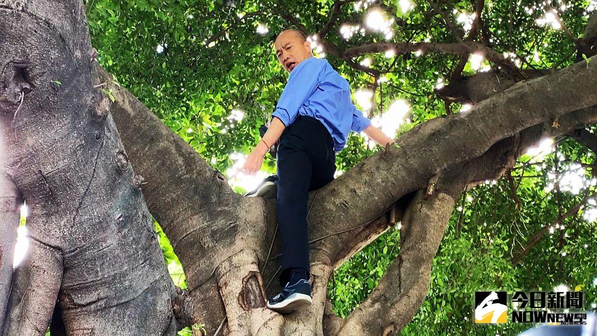 ▲高雄市長韓國瑜今天上午在前鎮區勞工公園視察登革熱防治情況，親自爬到3公尺高的樹上看樹洞，（圖／記者郭俊暉攝，2019.07.24）