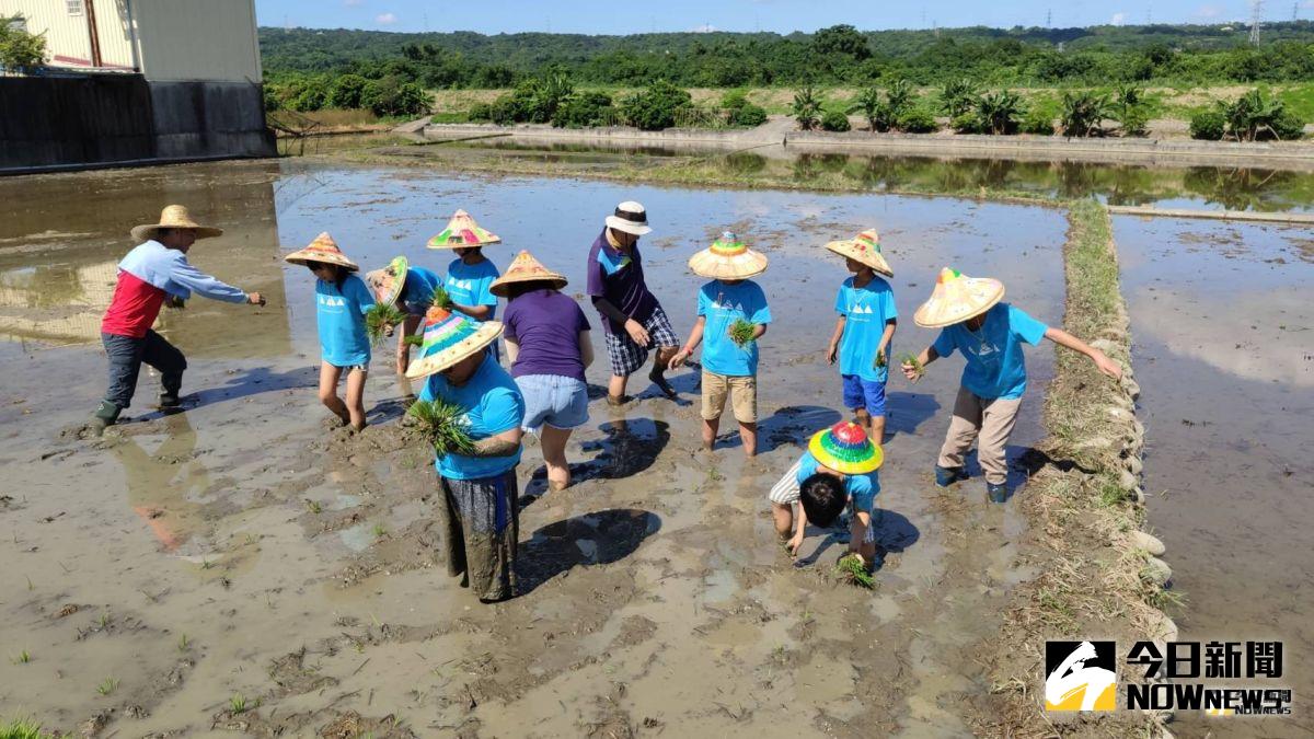 ▲文德國小小學童們進行一日農夫的插秧活動，學童們雙腳踩入泥濘的水田中，體驗農夫插秧辛勞。（圖／記者陳雅芳翻攝，2019.07.24）