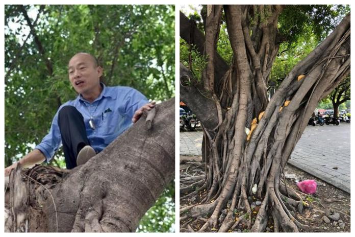 ▲高雄市長韓國瑜 24 日爬的樹，被民眾發現填滿了「發泡劑」，挨轟恐危害生態。（圖／中央社資料圖片／翻攝自粉絲專頁「選BAR」）