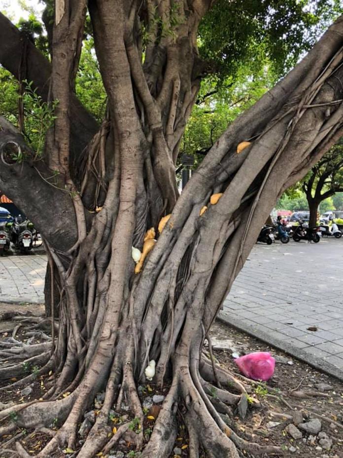 ▲高雄市長韓國瑜 24 日爬的樹，被民眾發現填滿了「發泡劑」 ，挨轟恐危害生態。（圖／翻攝自粉絲專頁「選 BAR」）