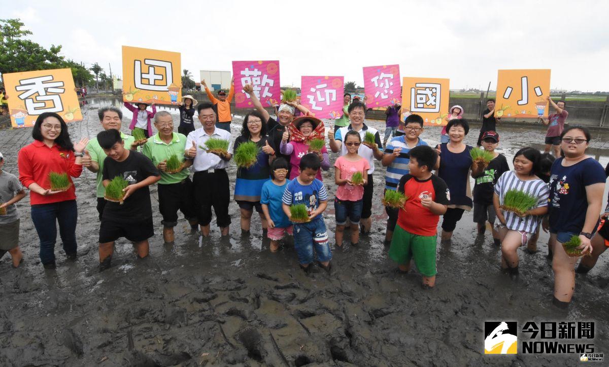 ▲二林鎮香田國小邀請縣內名小朋友到水稻田體驗插秧、吃割稻飯。（圖／記者陳雅芳攝，2019.07.25）