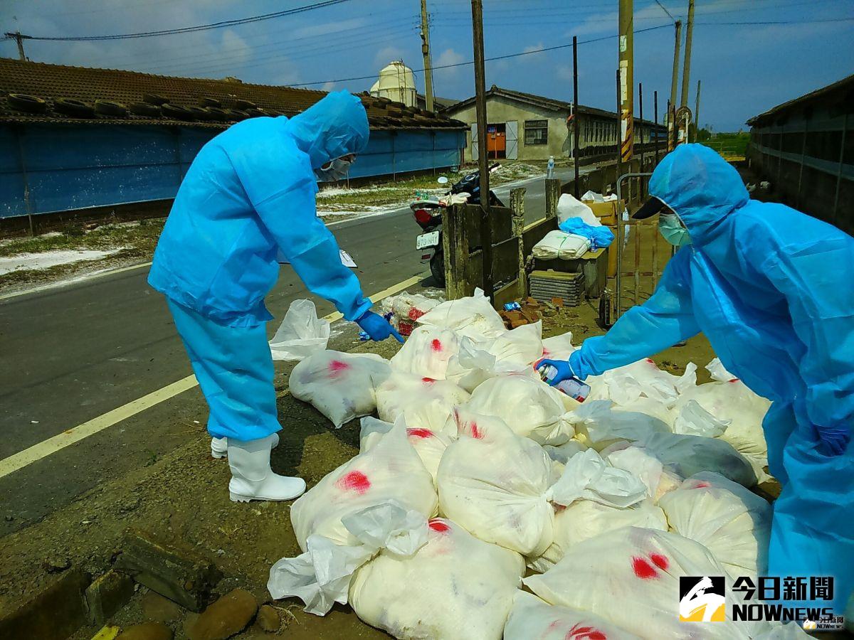 ▲大城鄉1蛋中雞場確診為H5N2亞型高病原性禽流感，動物防疫所派員進行周邊環境加強消毒工作。（圖／記者陳雅芳翻攝，2019.07.25）