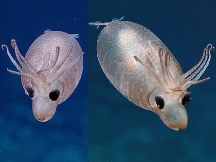 罕見「小豬魷魚」夏威夷深海現蹤　圓滾滾游泳模樣超呆萌！