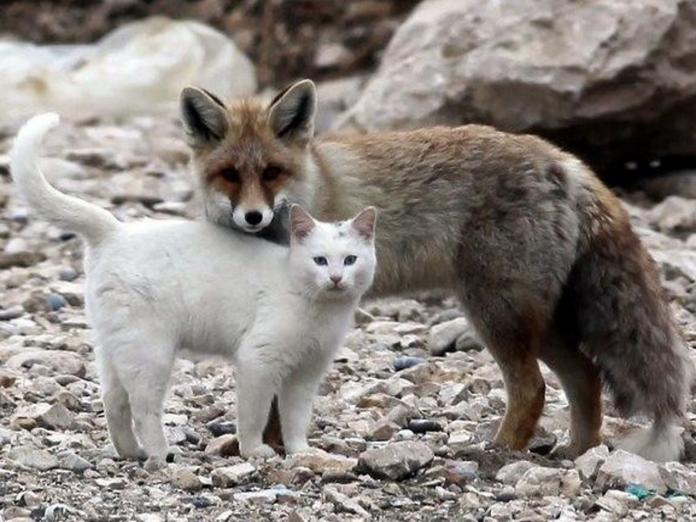 野生狐狸與流浪白貓成為好朋友（圖／BuzzFeed）