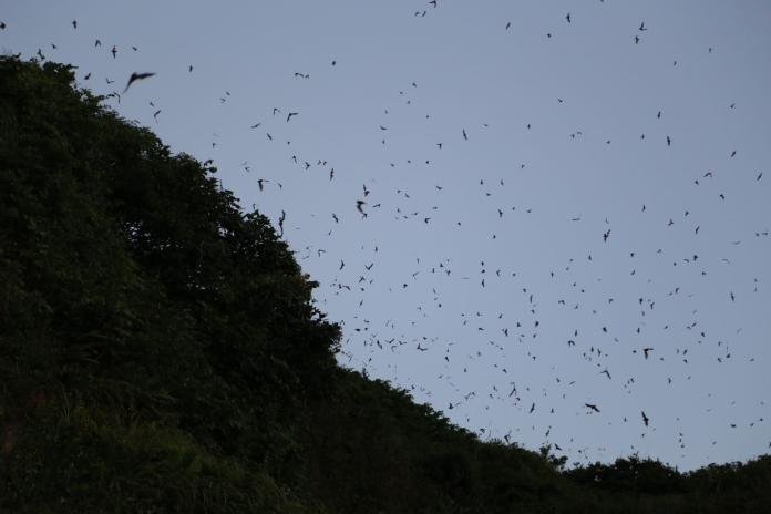 ▲瑞芳蝙蝠洞萬蝠群飛，非常壯觀。（圖／新北市動保處提供）