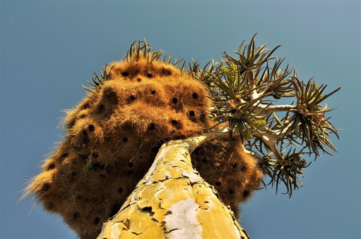 ▲許多樹上都有鳥巢，但一般的鳥巢沒甚麼稀奇，隨處可見，若是一個重達 1 噸並且可以住 500 隻鳥的鳥巢，會不會讓人耳目一新？（圖／翻攝自 GONDWANA ）