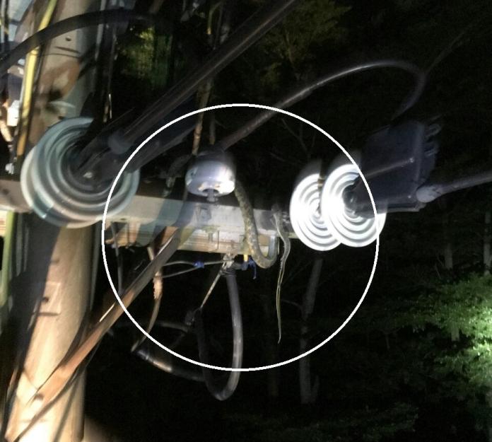 ▲嘉義市停電是因為大蛇纏電線。（圖／嘉義市消防局提供）