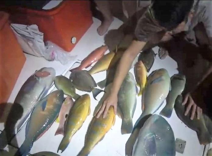 影／保育海洋展決心　澎湖海巡查獲違法潛水捕魚
