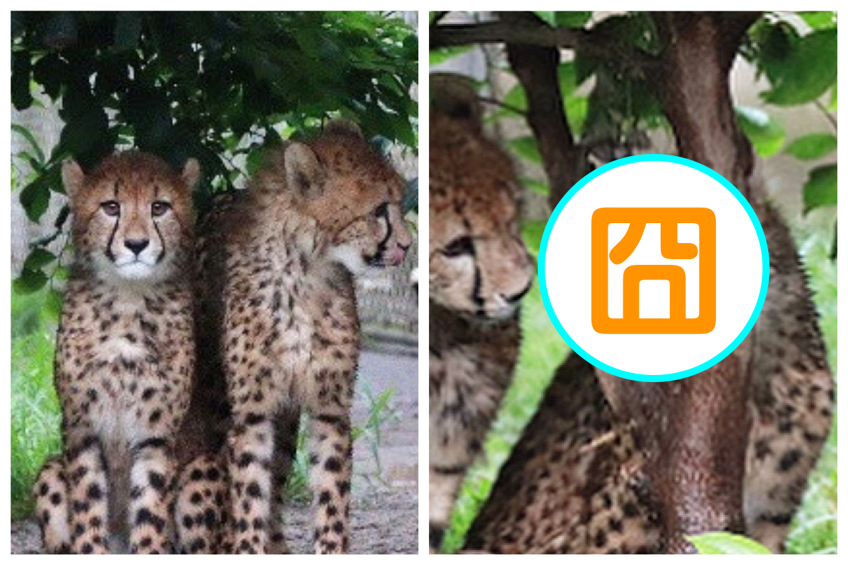 ▲繼之前的「獵豹卡樹」照片爆紅後，又有網友捕捉到獵豹臉被卡住的超囧照。（圖／翻攝自推特）