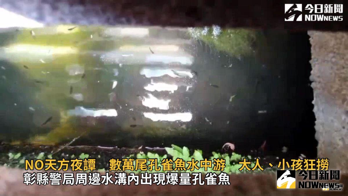 ▲彰化縣警察局四周水溝內出現爆量孔雀魚，，數量可能多達數萬尾。（圖／記者陳雅芳攝，2019.07.27）