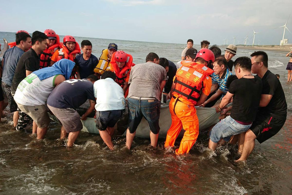▲眾人合力將重達700公斤的柏氏中喙鯨拖上岸進行搶救，但努力了2小時隻後仍然回天乏術。（圖／海巡署第八岸巡隊提供）