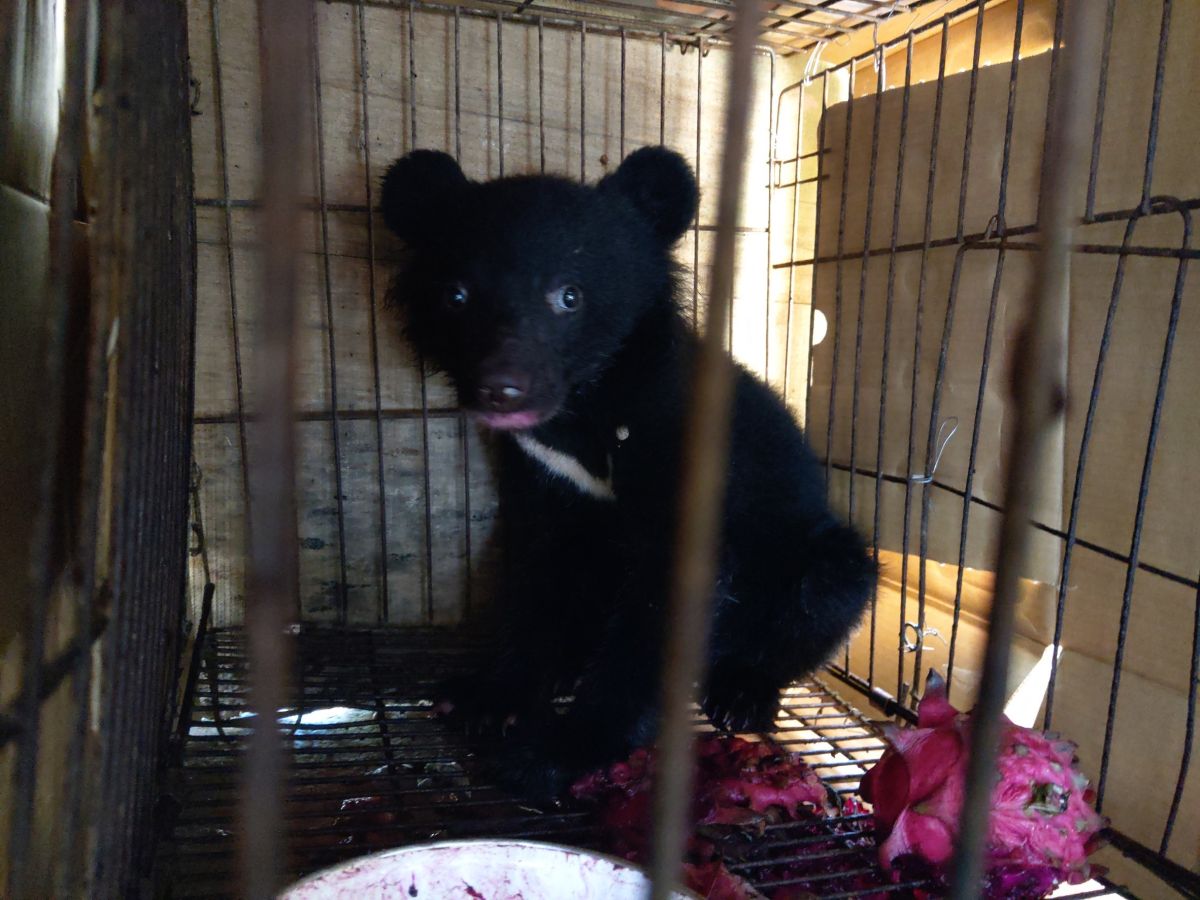 ▲廣原小熊起初被村民誤認為小黑狗。（圖／台東林管處提供）