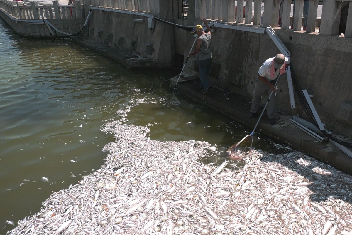 ▲金門養工所緊急派人打撈魚屍，避免惡臭隨風飃散。（圖／蔡若喬攝, 2019.07.29）