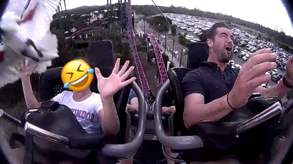 ▲搭雲霄飛車一定是一件讓人「心跳加速」，情緒嗨到最高點的事情，但如果在雲霄飛車俯衝的時候，被「鳥正面撞擊」，當下應該會非常傻眼。（圖／翻攝自 Nicole Ormiston 臉書）