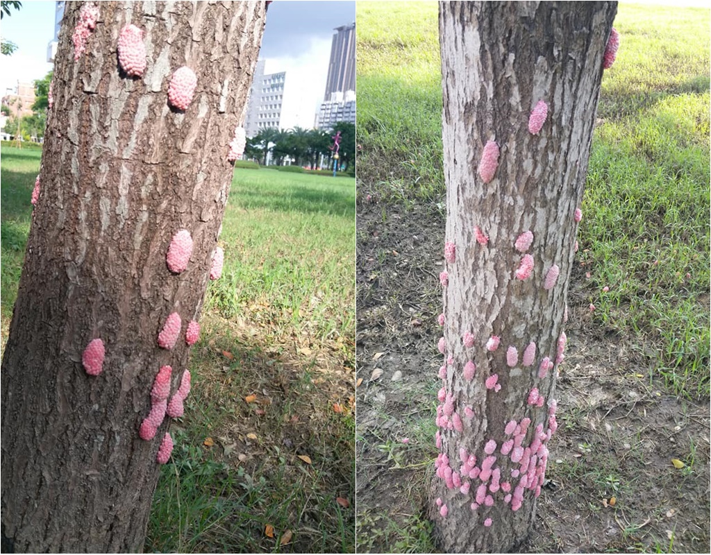 ▲唐墨指出：沒有水，基本上福壽螺是不會來產卵，且福壽螺噴到水田與水溝裡的那一刻起就會開始游移，是生命力很強的小傢伙，但我還沒看過牠們噴在『旱地』上的景色會是如何。（圖／翻攝公民割草行動社團）