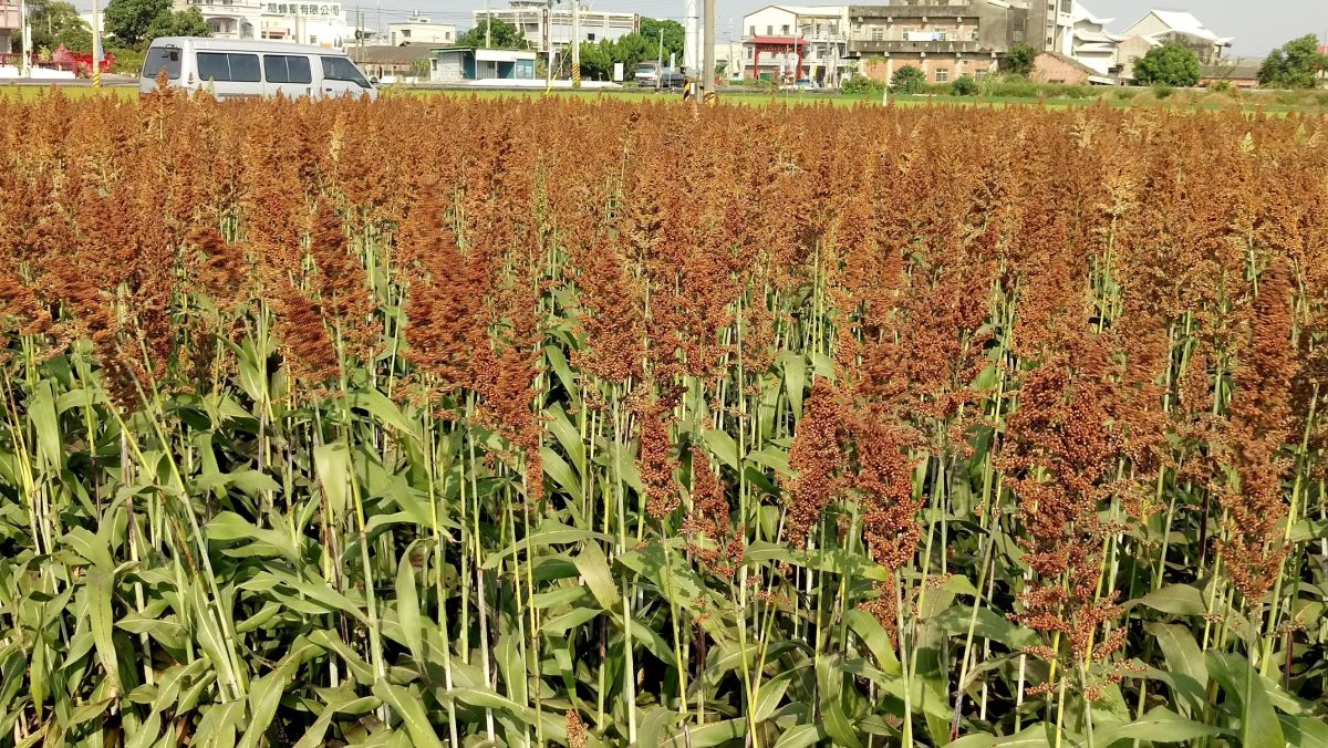 ▲台南農改場推出新品種高粱「台南7號」。(圖／農委會提供）