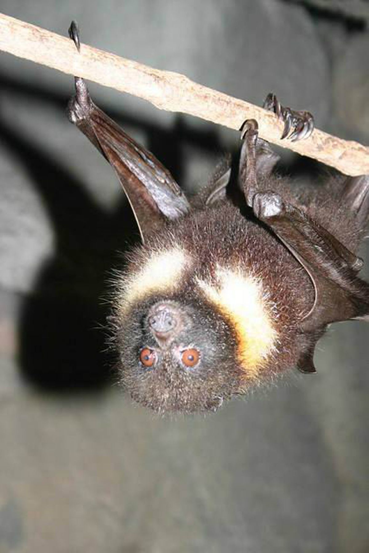 ▲瀕臨絕種台灣狐蝠現身龜山島。（圖／農委會特生中心鄭錫奇)