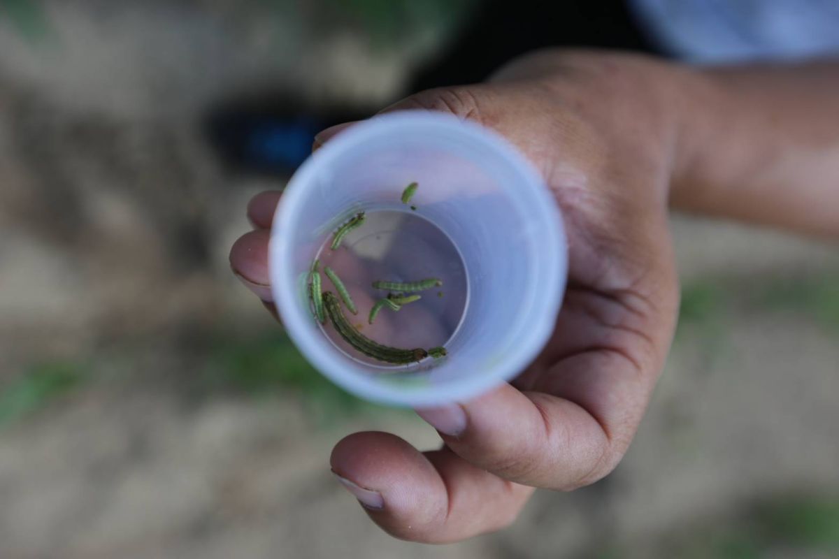 ▲金門田區發現齡期不同的秋行軍蟲幼蟲。（圖／金門縣政府提供）