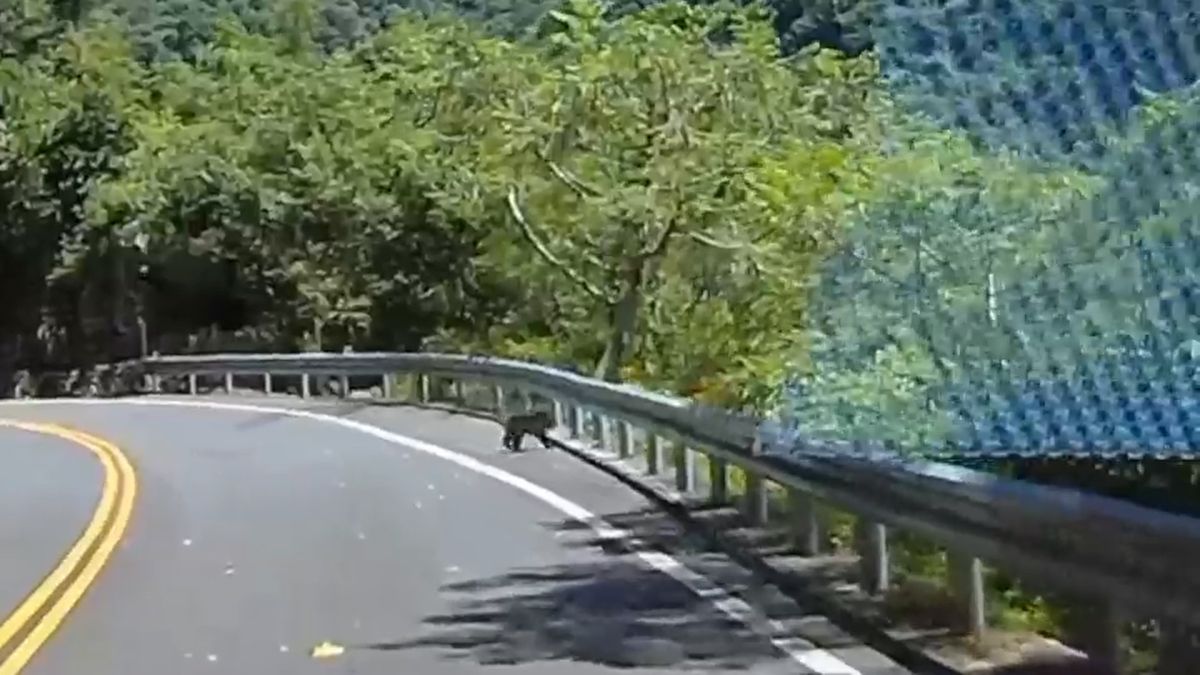 ▲日前在南安瀑布又被民眾發現一頭小黑熊，奔跑的模樣相當可愛，但林務局表示，目前密切「觀察」中，暫時不會有人為介入，希望母熊早日回來找小熊。（圖／民眾提供）