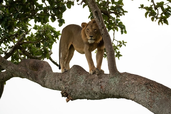 攝影師捕捉到獅子樹上打盹　大肚腩憨樣霸氣盡失！