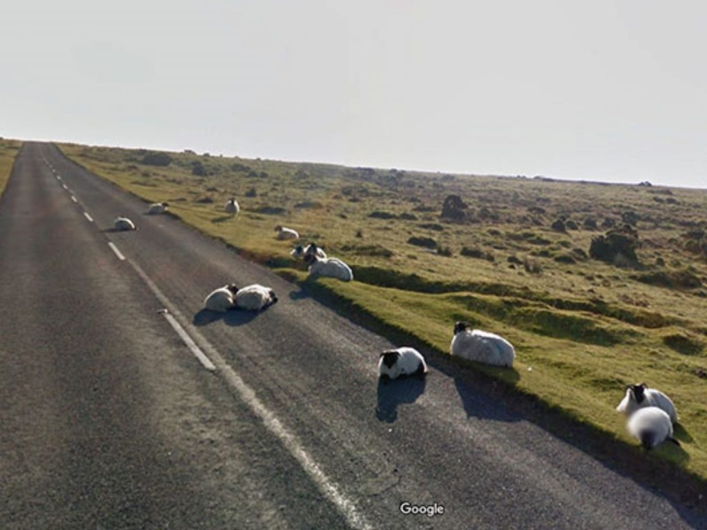 無所遁形！谷歌街景帶你看遍各地動物的爆笑日常和奇特瞬間