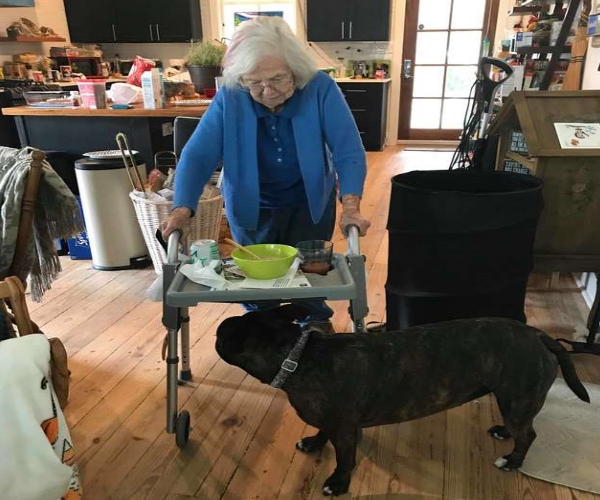 比特犬被收編後　主動擔任貼身保鑣看顧老奶奶超窩心