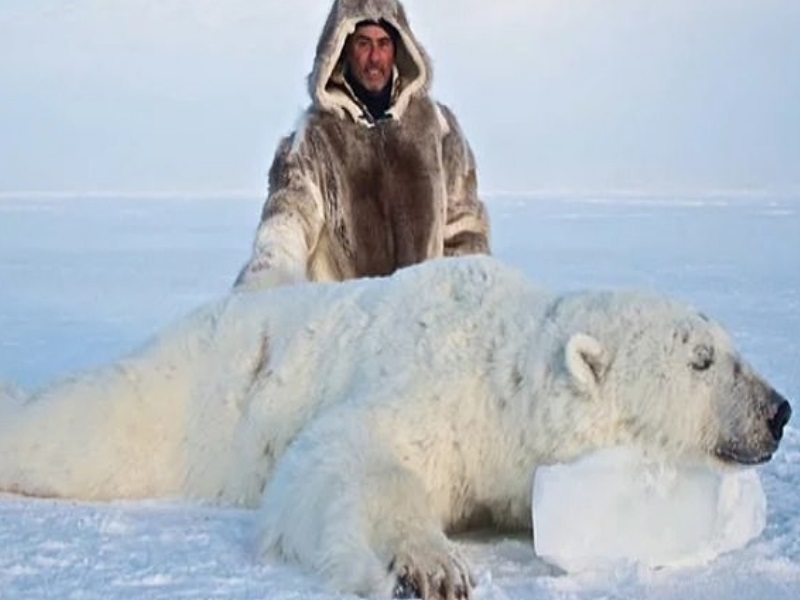 富人的狩獵遊戲？數千北極熊遭獵殺展示　動保組織：應嚴禁