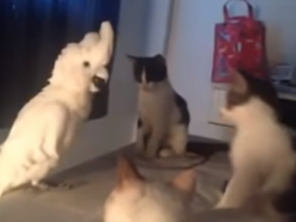 喵嗚～喵嗚～喵嗚喵嗚喵嗚～(圖/Youtube@ DailyPicksandFlicks) 