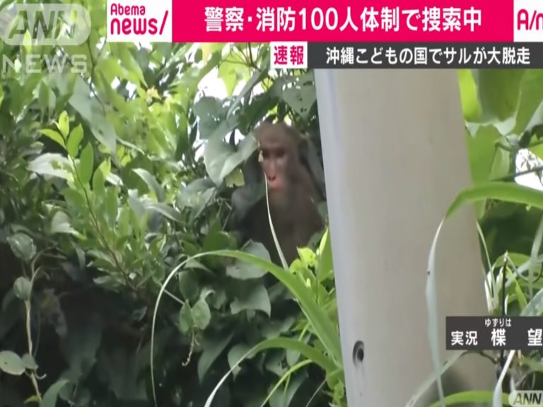 日本沖繩兒童王國動物園發生猴子集體逃脫事件，還因此登上各大新聞媒體（圖／翻攝自Youtube@ANNnewsCH）