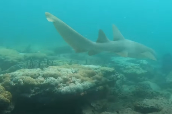熱愛潛水的機長為海洋清垃圾　竟意外拯救一隻鯊魚！ 