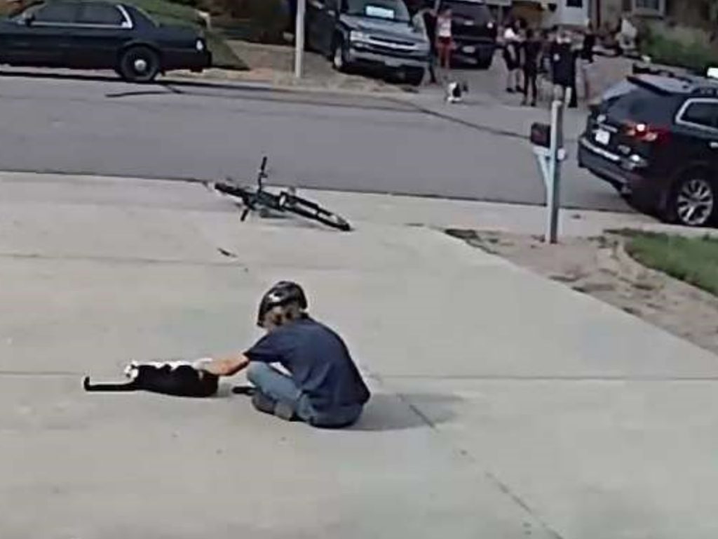 小男孩每天都會特別停下來蹭貓，艾斯也會主動躺下翻肚撒嬌～ (圖/ Norma Maikovich) 