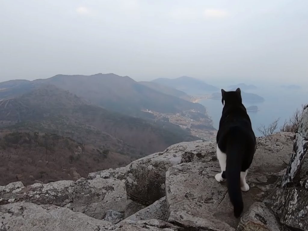 僧人形容Yang是隻擁有自由靈魂的貓咪。 (圖/Youtube@SBS TV동물농장x애니멀봐) 