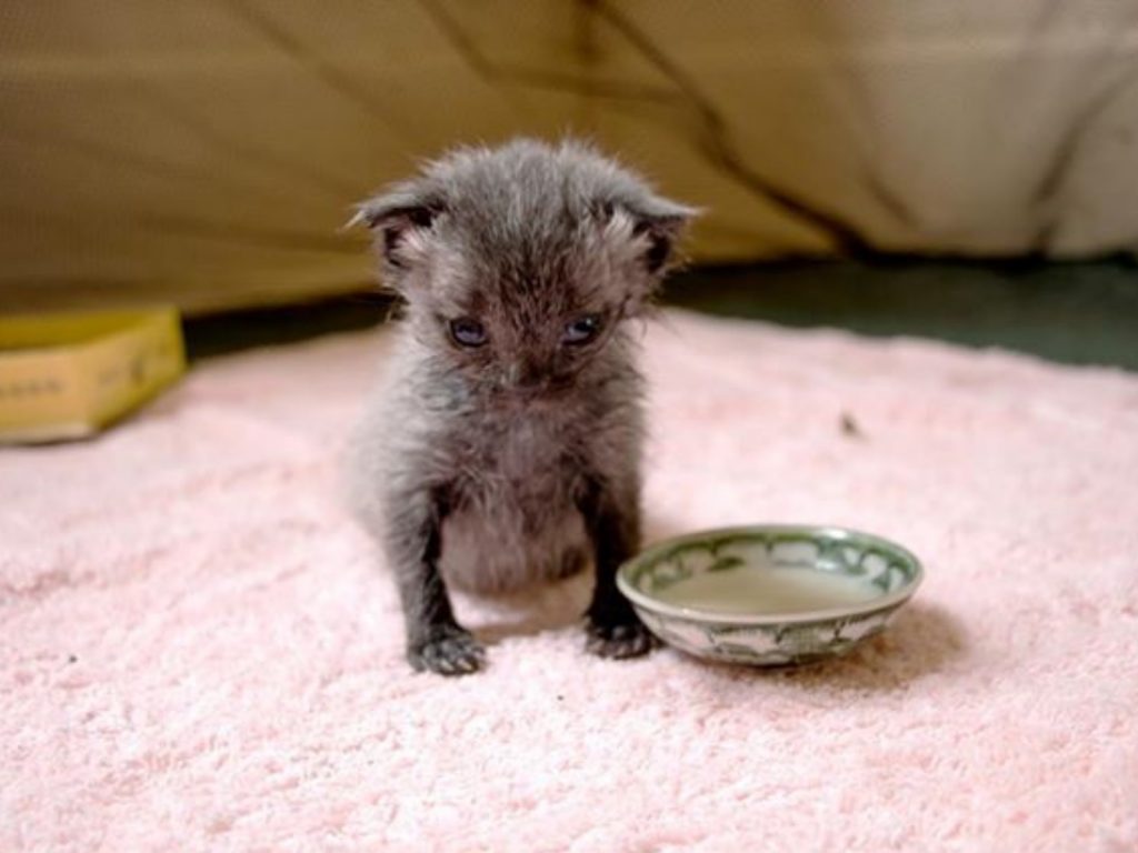 范貝克鍥而不捨日夜照顧布魯斯，終於幫助牠順利活下來！ (圖/IG@brucethecatnz) 